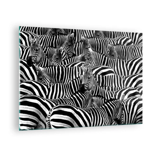 Billede på glas - En flok zebraer i monokrom - 70x50cm - Stribet gruppeportræt - Moderne vægdekoration til stue og soveværelse ARTTOR