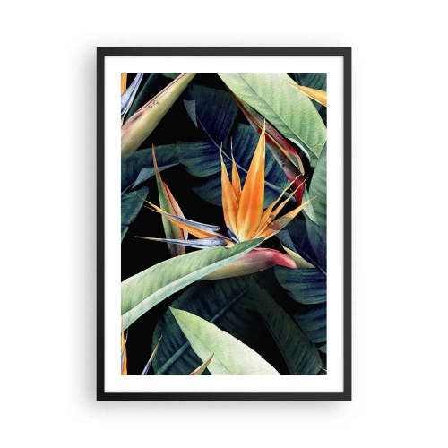 Plakat i sort ramme - Eksotisk strelitziablomst på en mørk baggrund - 50x70cm - Flammeblomster i troperne - Moderne vægdekoration til stue og soveværelse ARTTOR
