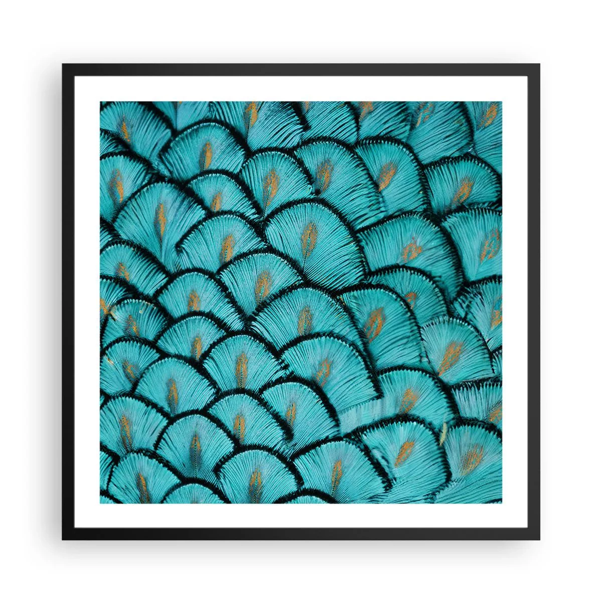 Plakat i sort ramme - Den store fjer-galla - 60x60 cm