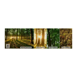 Prøve Fototapet Premium Canvas - Fotografering af alle fjedre - Landskab, Skov, Natur - 100x30 cm