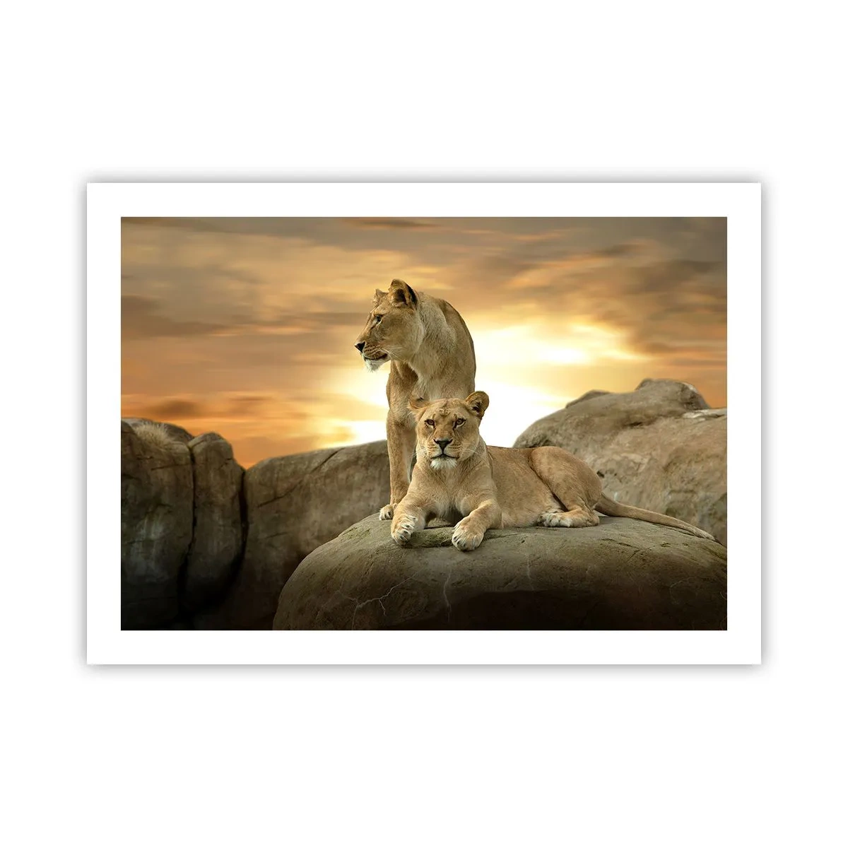 Plakat - Kongelig majestæt - 70x50 cm