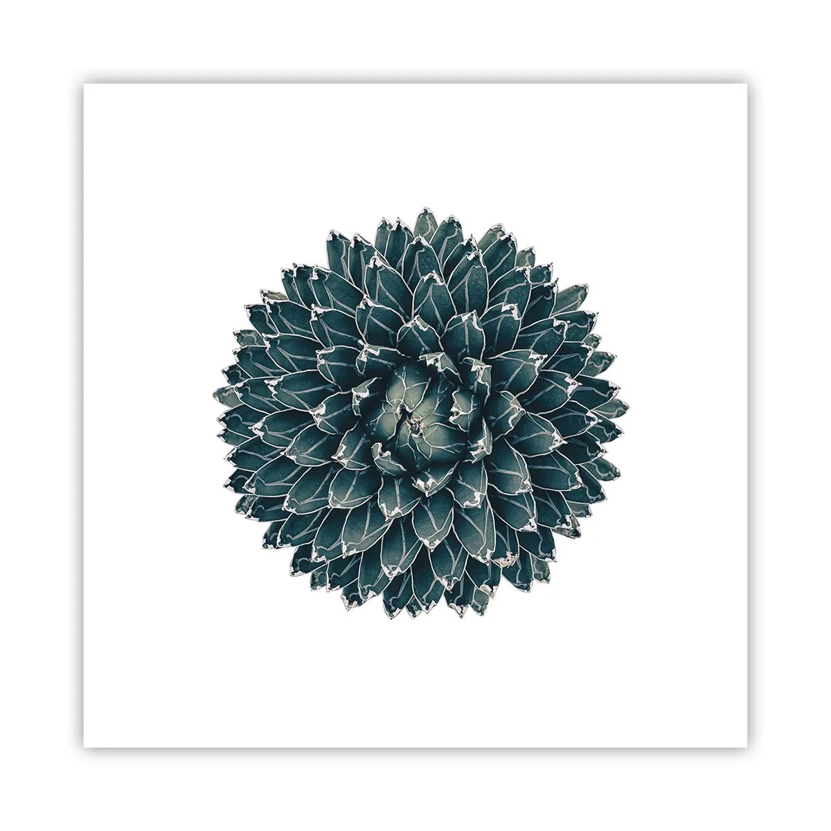 Plakat - Ørkenstjerne - 30x30 cm