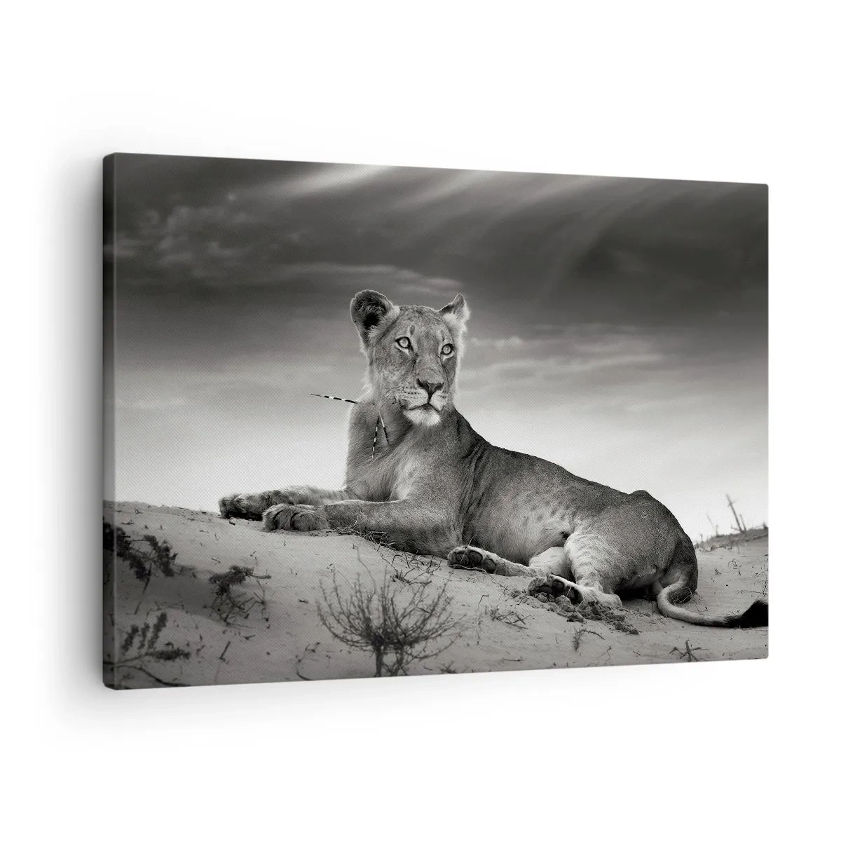 Lærredstryk - Billede på lærred - Sort-hvidt portræt af en løvinde på savannen - 70x50cm - Resten af ørkendronningen - Moderne vægdekoration til stue og soveværelse ARTTOR