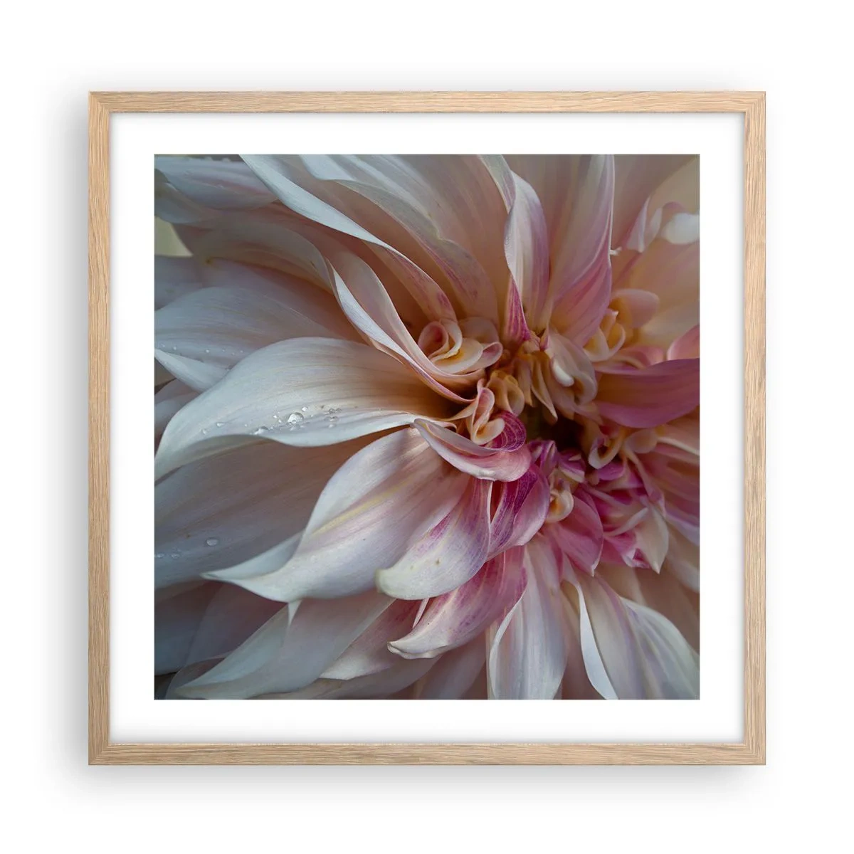 Plakat i ramme af lyst egetræ - Blomstrende friskhed - 50x50 cm