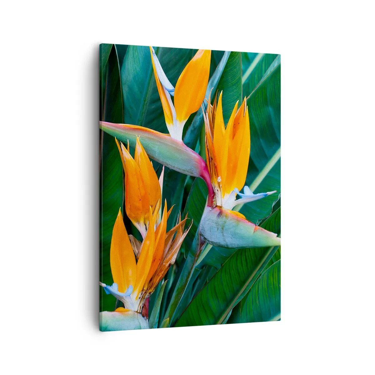 Lærredstryk - Billede på lærred - Er det en blomst eller er det en fugl? - 50x70 cm