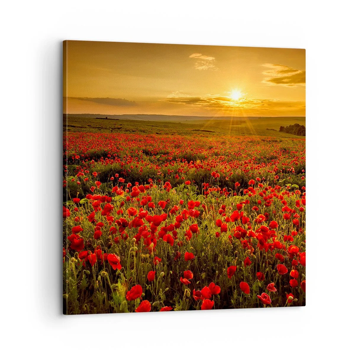 Lærredstryk - Billede på lærred - Blandt bølgerne af raslende enge, blandt flodblomster - 60x60 cm