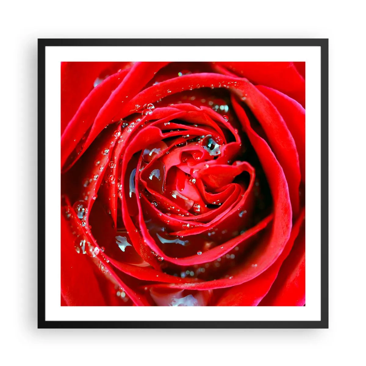 Plakat i sort ramme - I dråber af dug - 60x60 cm