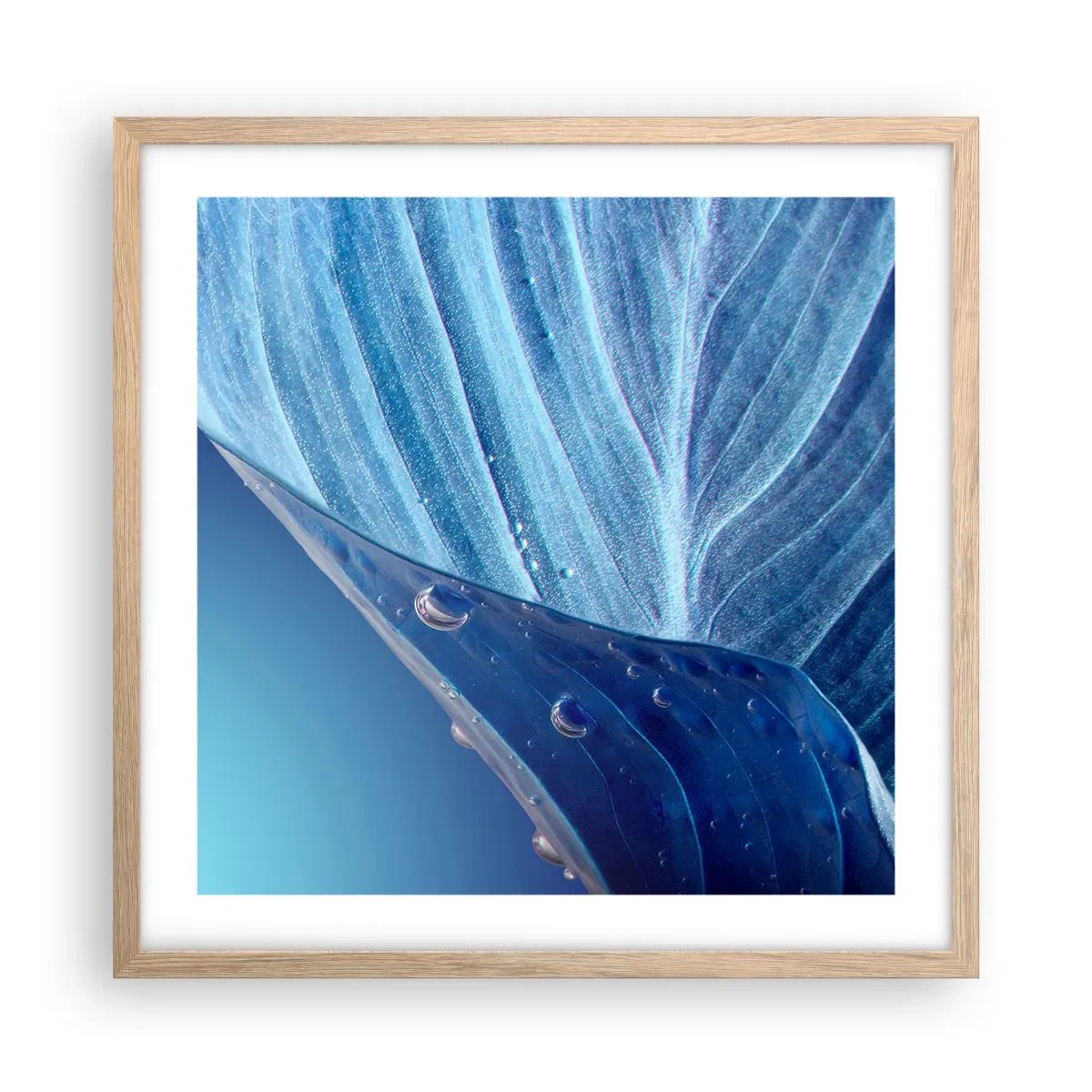 Plakat i ramme af lyst egetræ - Skjulte dråber af blåt - 50x50 cm