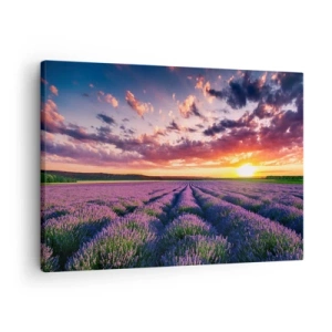 Lærredstryk - Billede på lærred - En lavendelmark ved solnedgang med en farverig himmel - 70x50cm - Lavendelverden - Moderne vægdekoration til stue og soveværelse ARTTOR