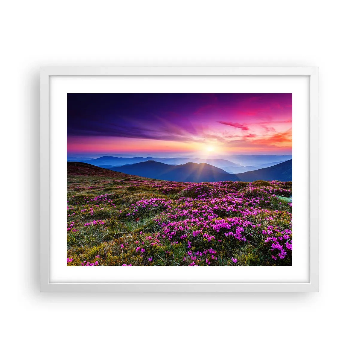 Plakat i hvid ramme - Urter duftede friske bundter fra niw - 50x40 cm