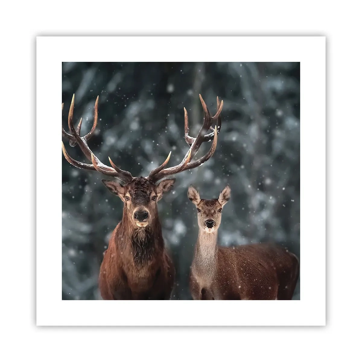 Plakat - Skovens herre og hans kone - 40x40 cm