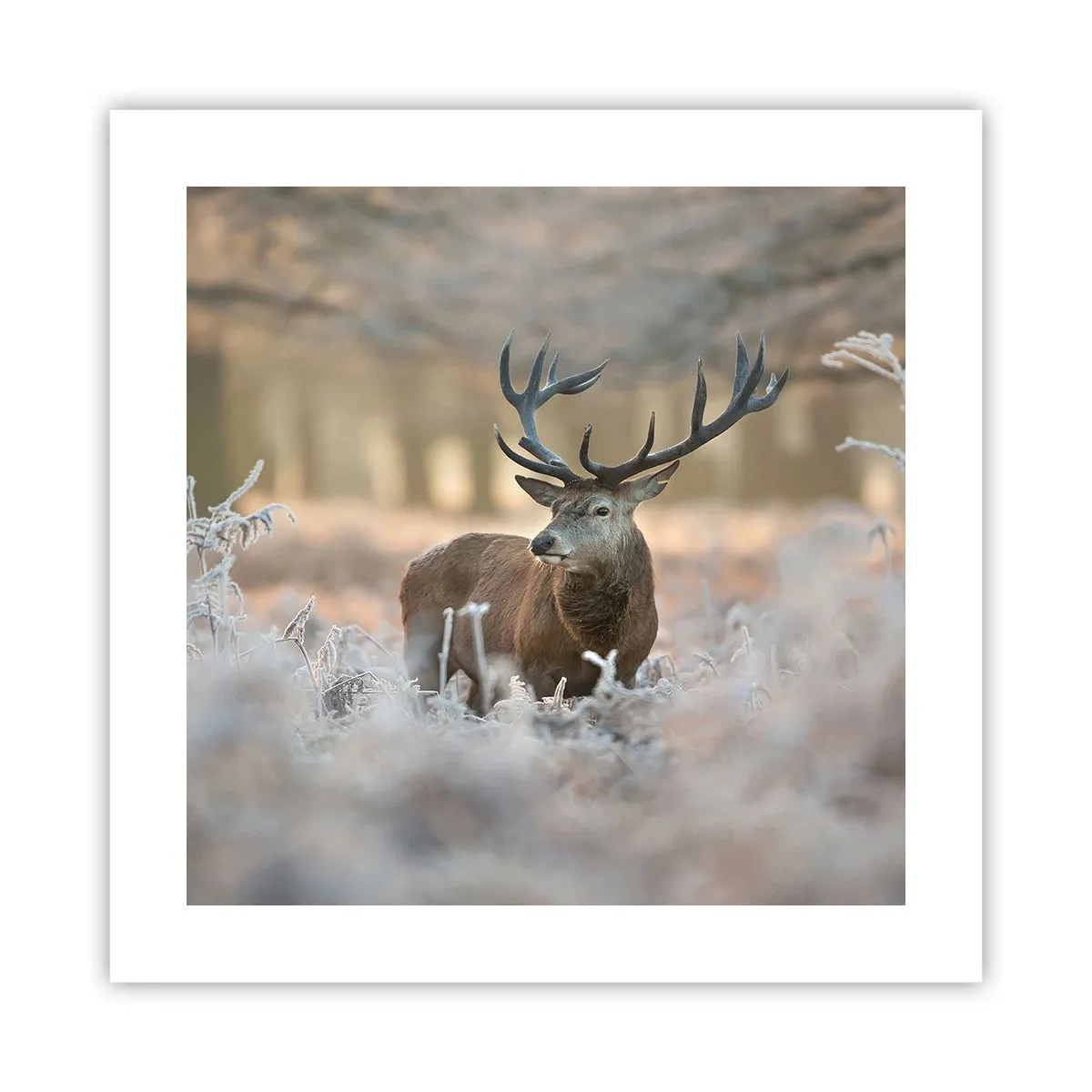 Plakat - En frisk morgen - 40x40 cm