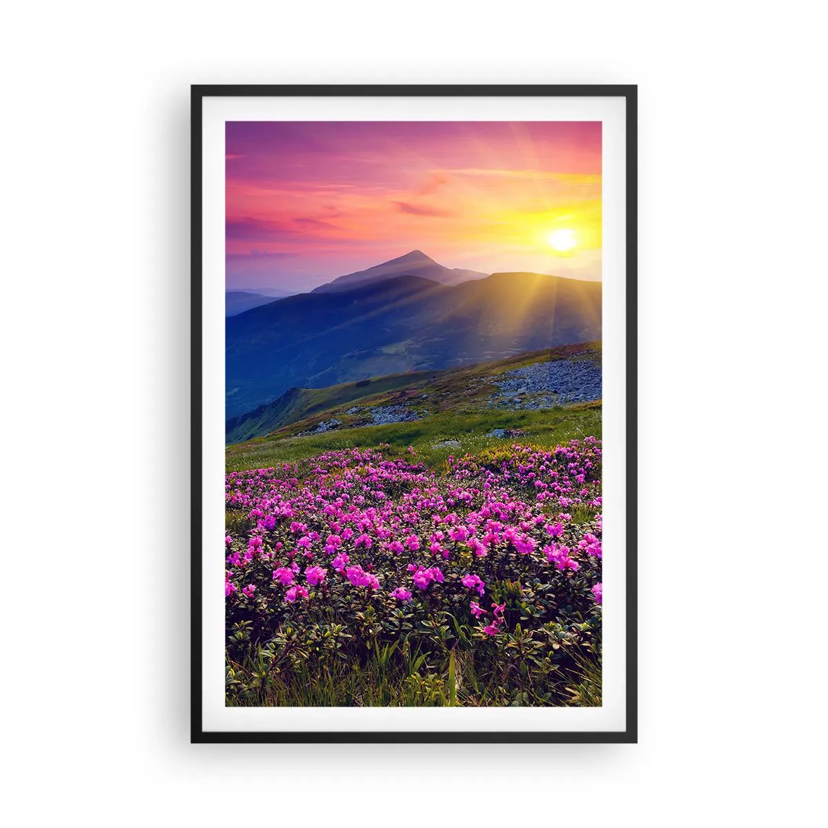 Plakat i sort ramme - ... Og rundt omkring dufter det af fyrretræer og krydderurter - 61x91 cm