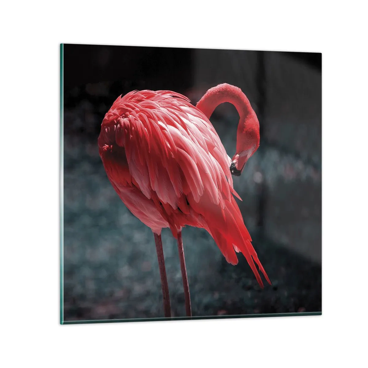 Billede på glas - Et karmosinrødt naturdigt - 60x60 cm