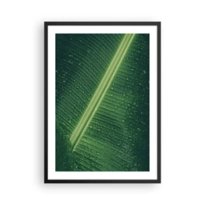 Plakat i sort ramme - Nærbillede af et grønt blad med vanddråber - 50x70cm - Grøn struktur - Moderne vægdekoration til stue og soveværelse ARTTOR