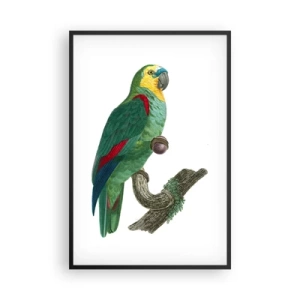 Plakat i sort ramme - Papegøjeportræt - 61x91 cm