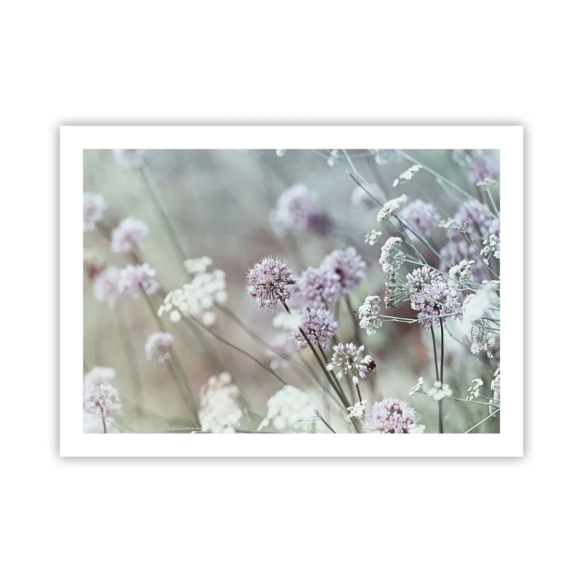 Plakat - Søde filigranurter - 70x50 cm