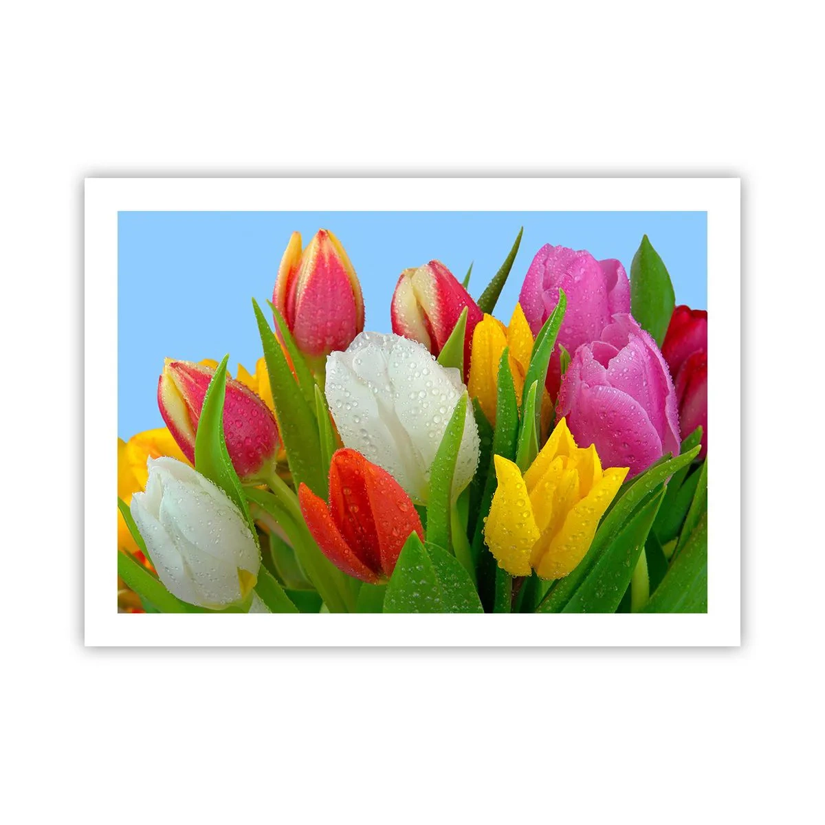 Plakat - En blomstret regnbue i dugdråber - 70x50 cm