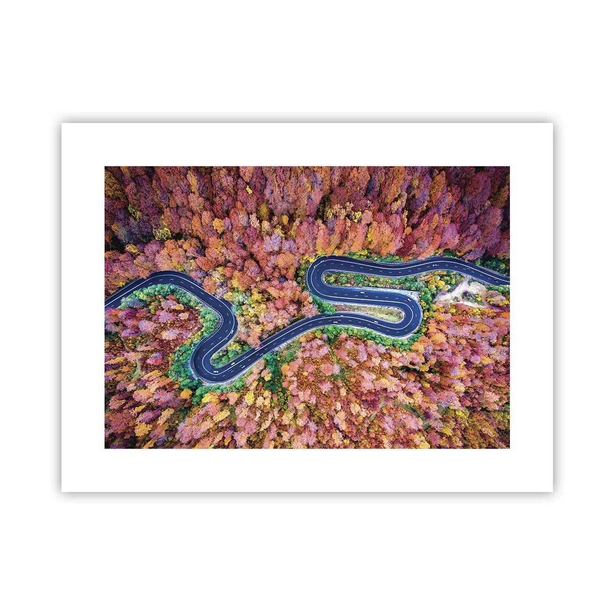 Plakat - En snoet vej gennem skoven - 40x30 cm