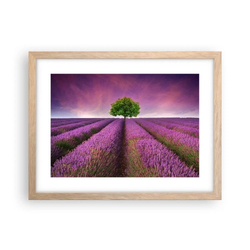 Plakat i ramme af lyst egetræ - I lavendelmarker - 40x30 cm