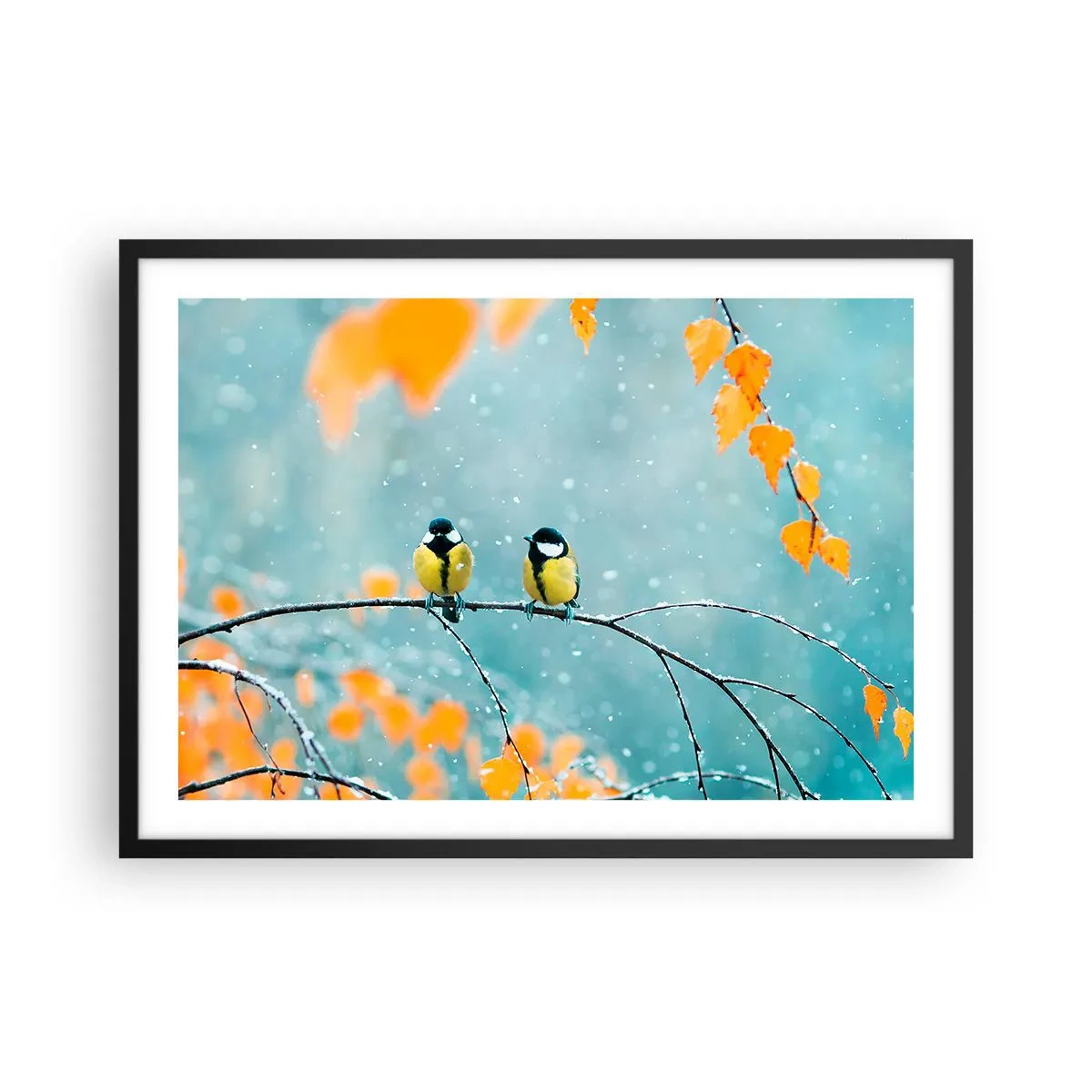 Plakat i sort ramme - Sladder om fugle - 70x50 cm