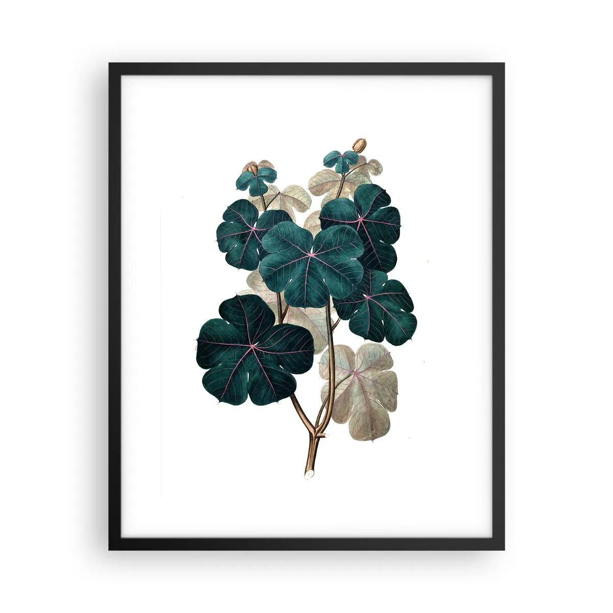 Plakat i sort ramme - Fra et gammelt herbarium - 40x50 cm
