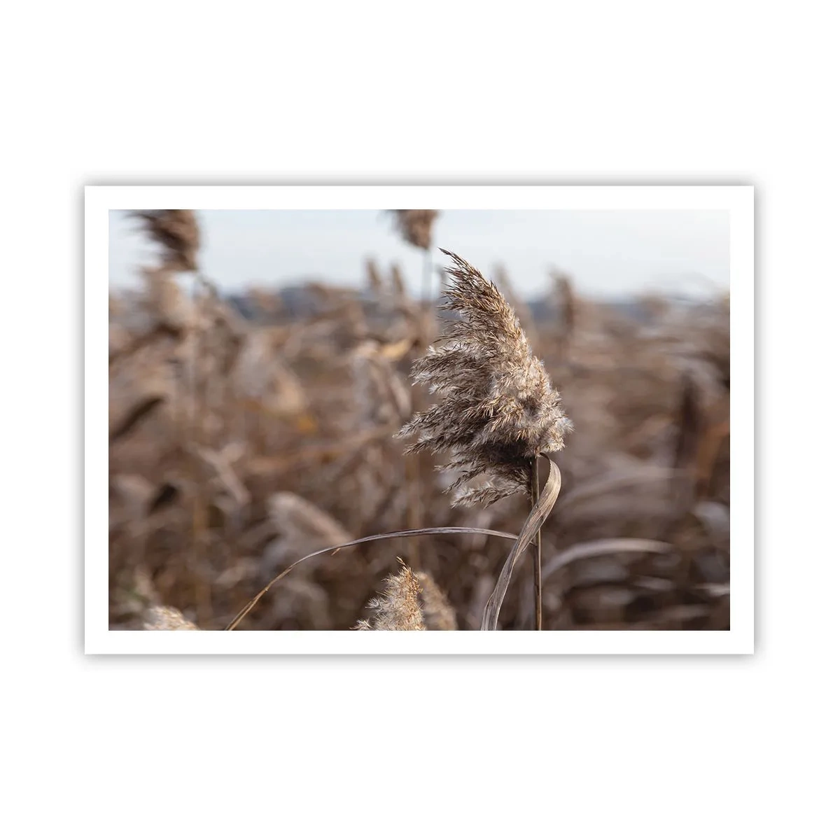 Plakat - Tid til at flyve væk med vinden - 100x70 cm