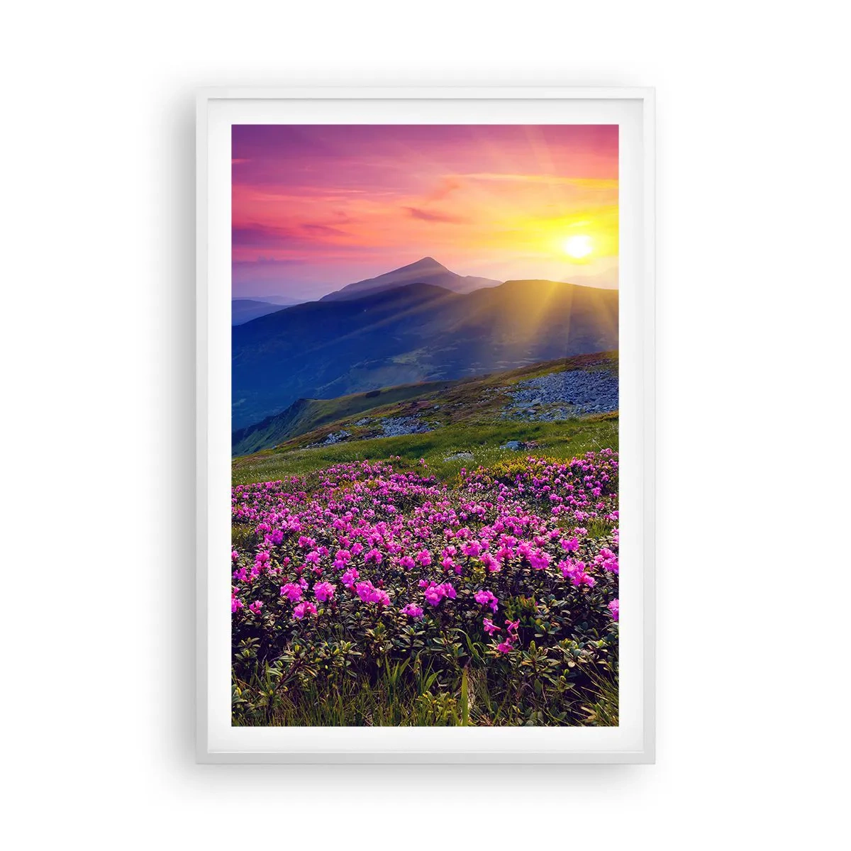 Plakat i hvid ramme - ... Og rundt omkring dufter det af fyrretræer og krydderurter - 61x91 cm