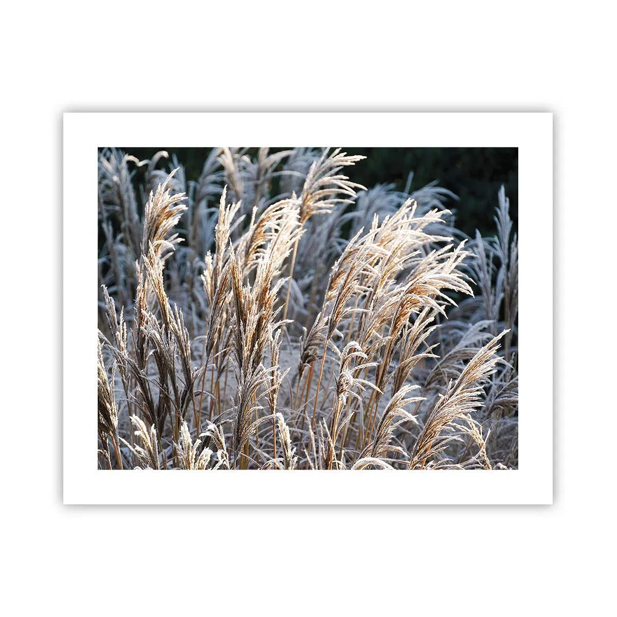 Plakat - Pyntet med frost - 50x40 cm