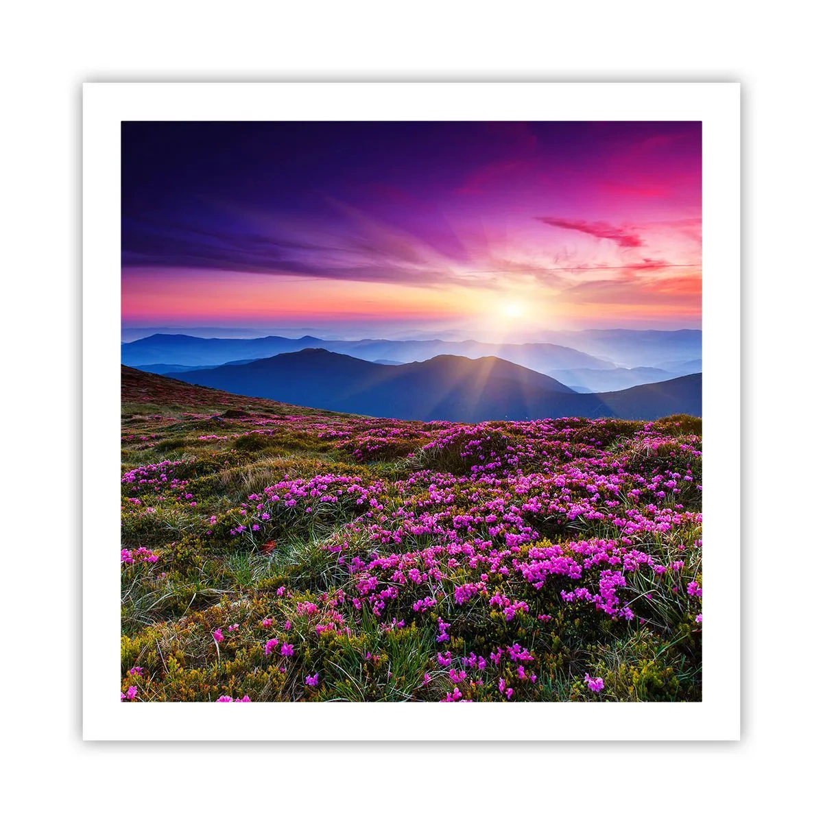 Plakat - Urter duftede friske bundter fra niw - 60x60 cm