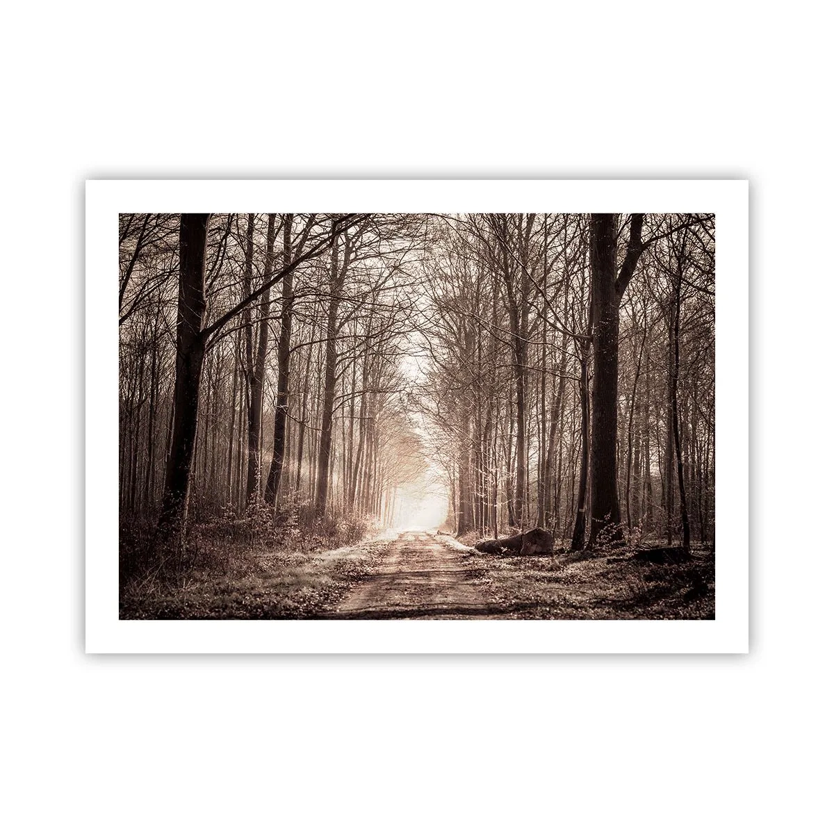 Plakat - Skovkatedralen - 70x50 cm