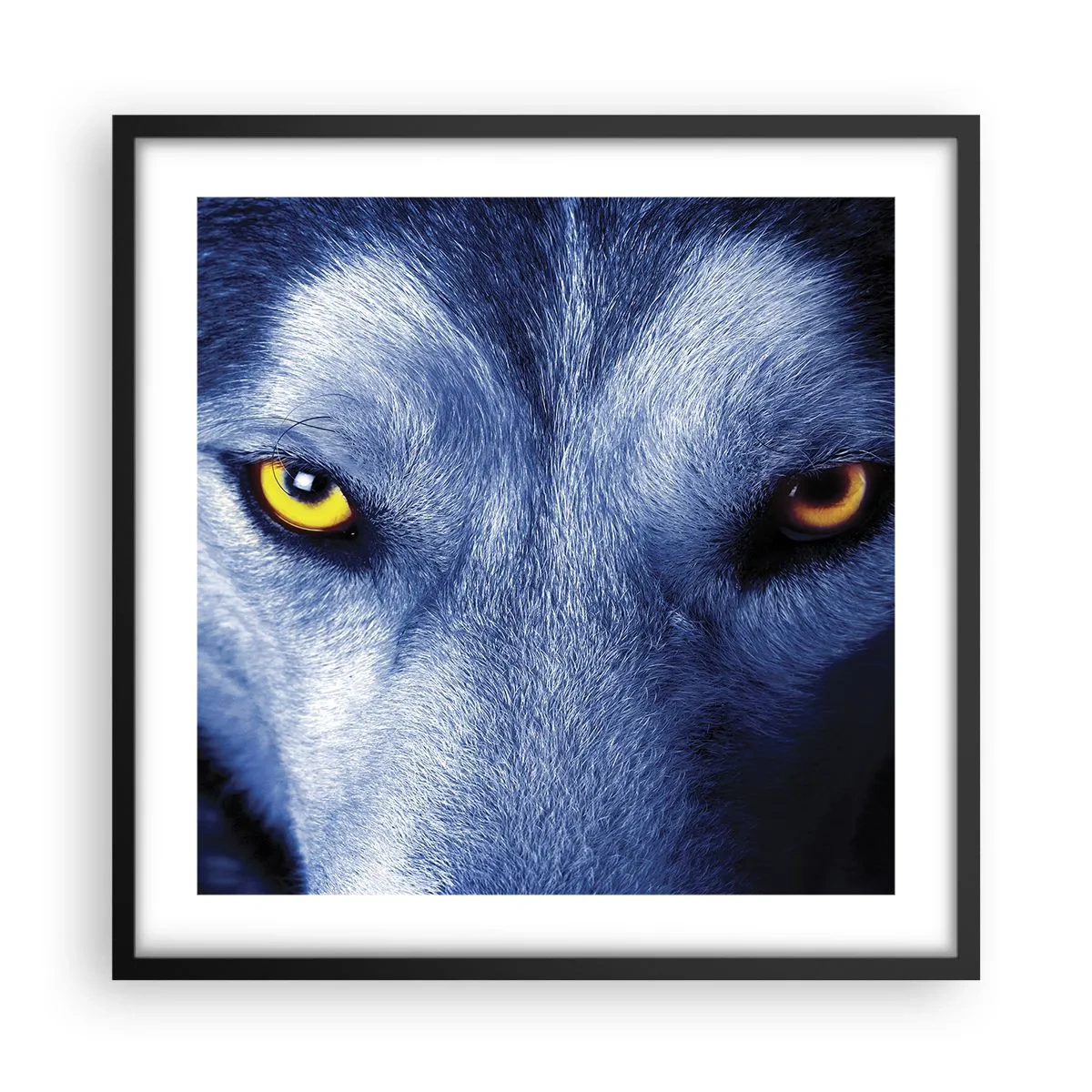 Plakat i sort ramme - Et hypnotiserende udseende - 50x50 cm