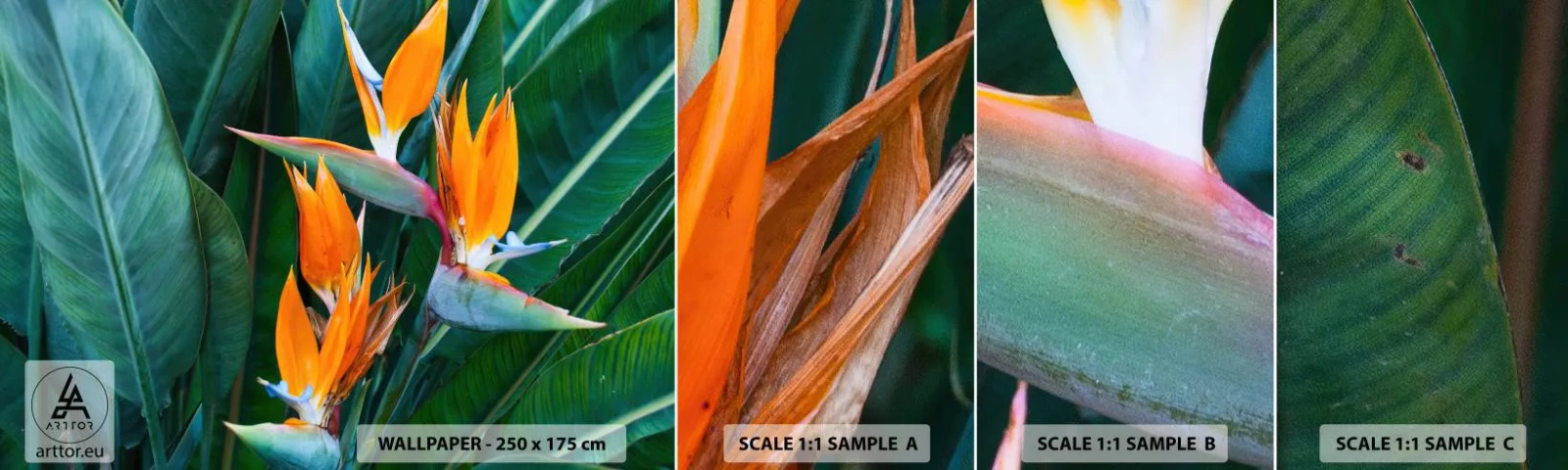 Fototapet Prøve Standard Eco - Er det en blomst eller er det en fugl? - Strelitzia Royal, Blomst, Afrika - 100x30 cm