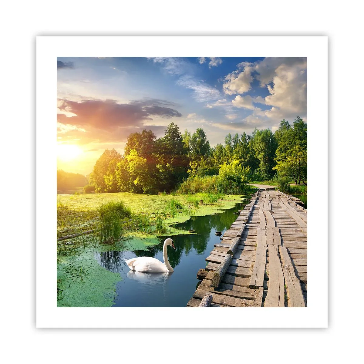 Plakat - Sommer, sommer overalt - 50x50 cm