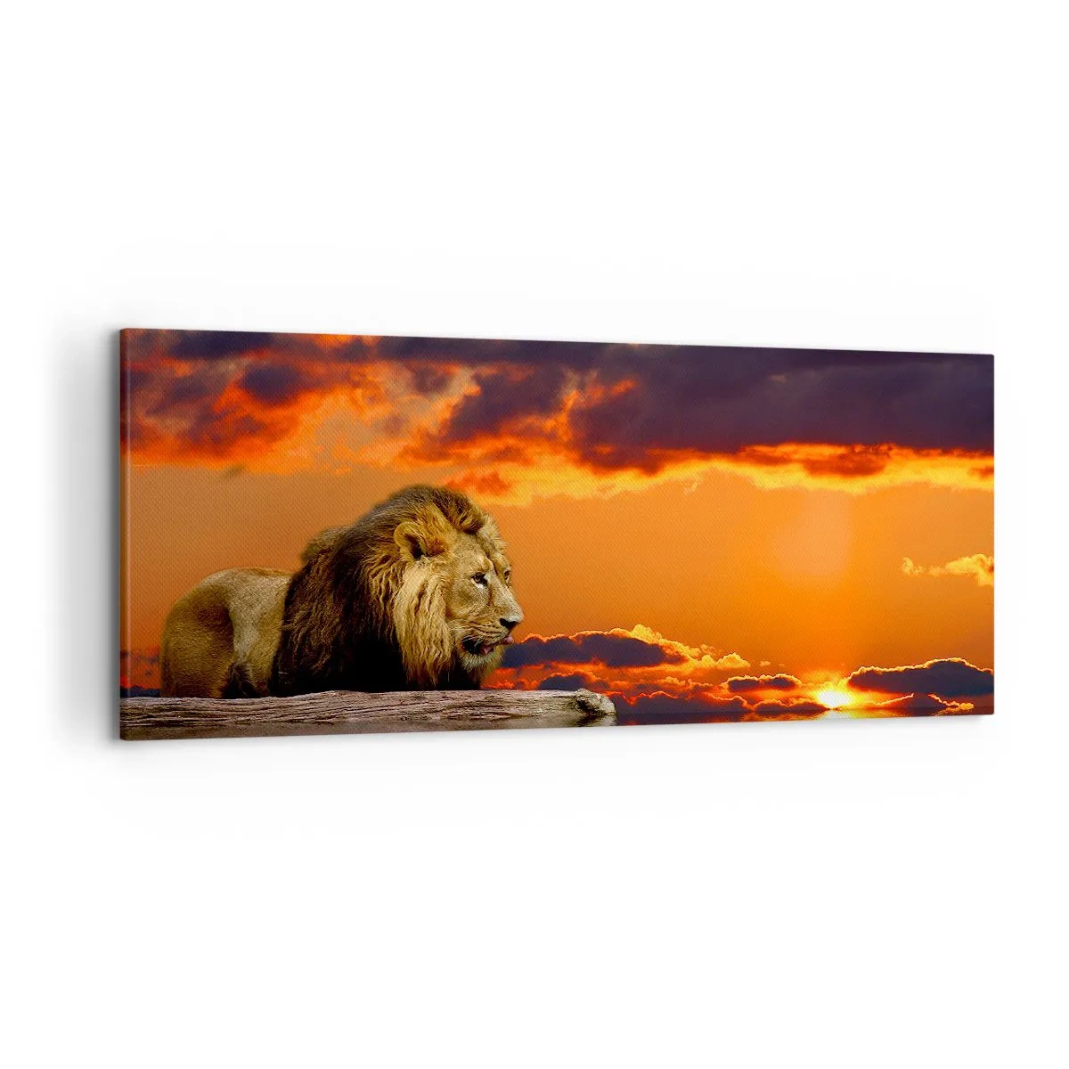 Lærredstryk - Billede på lærred - Naturens konge - 120x50 cm