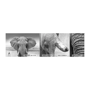 Fototapet Prøve Standard Eco - Velkommen til min verden - Elefant, Afrika, Dyr - 100x30 cm