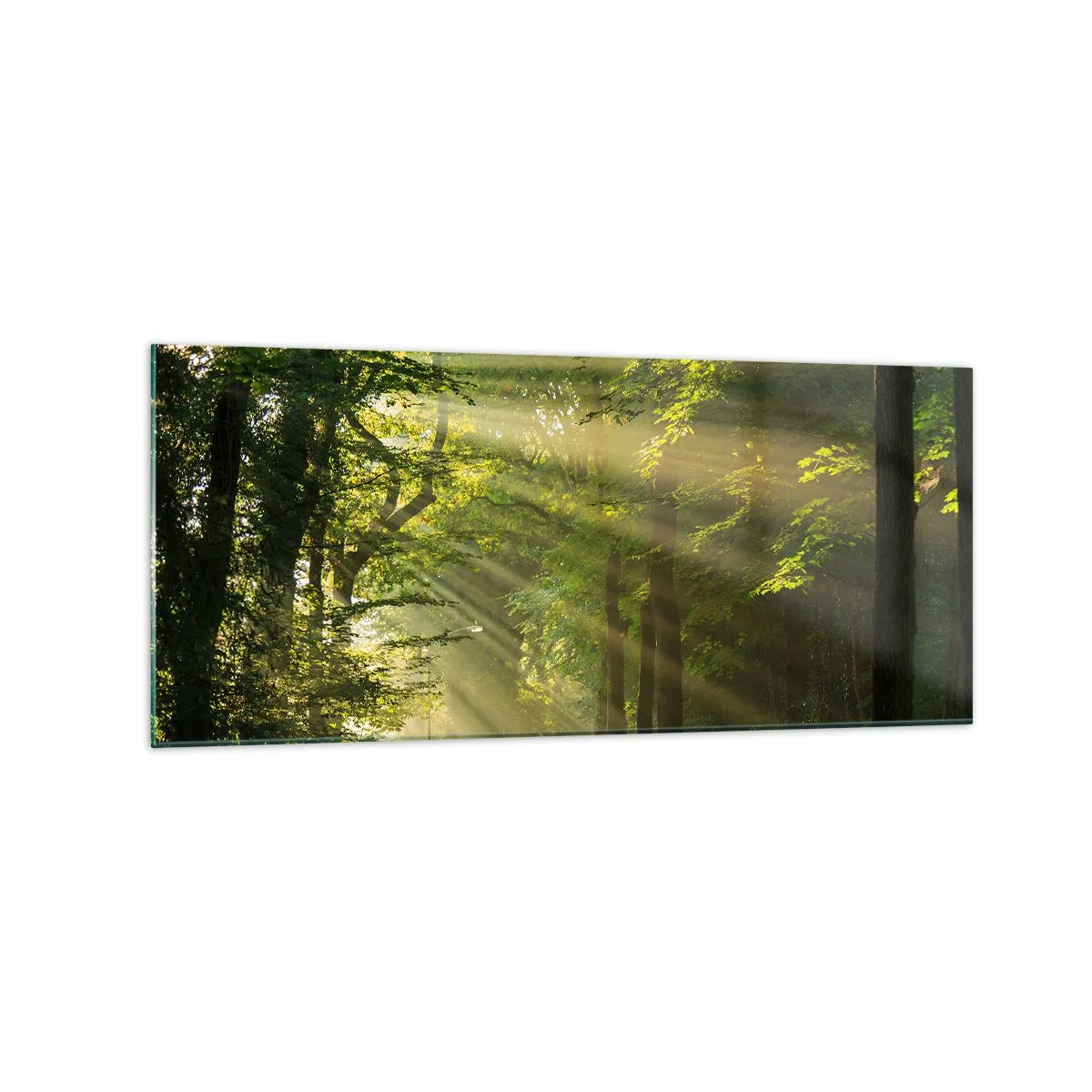 Billede på glas - Øjeblik i skoven - 120x50 cm