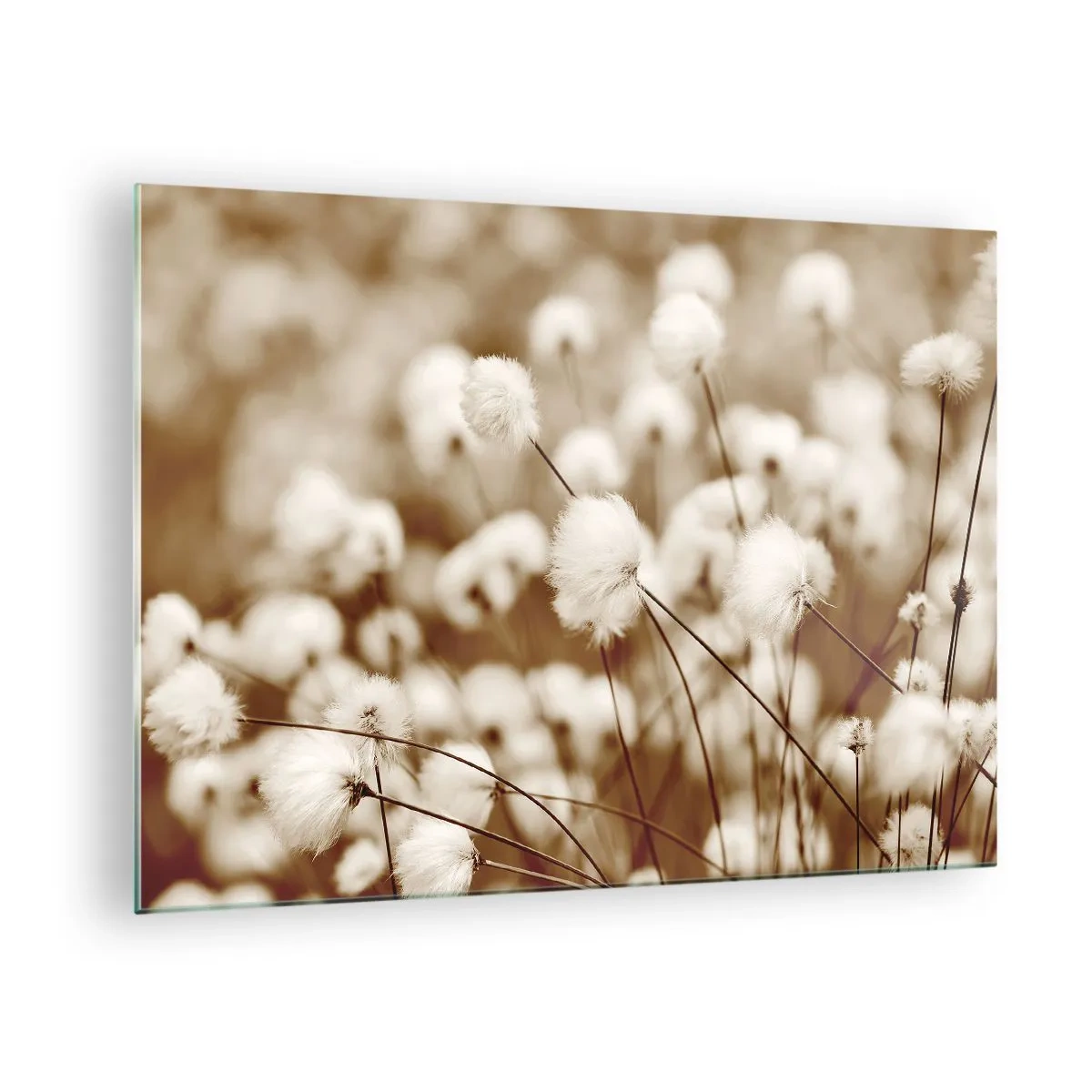 Billede på glas - En mark med luftigt græs i sepia nuancer - 70x50cm - Fyldig mark - Moderne vægdekoration til stue og soveværelse ARTTOR