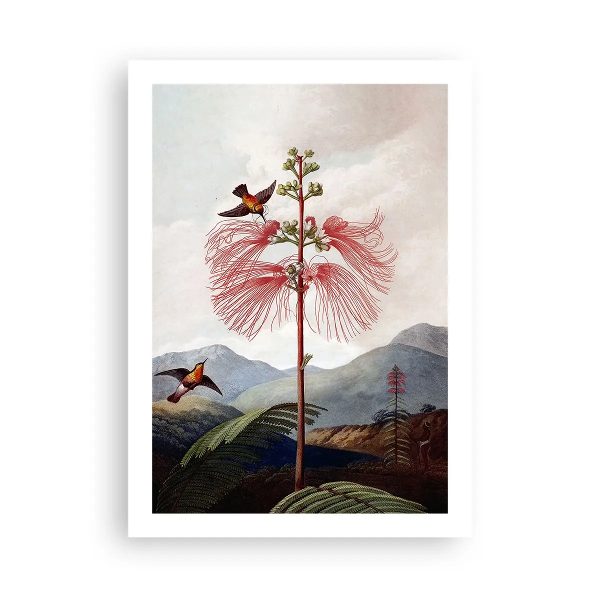 Plakat - I et tropisk paradis - 50x70 cm