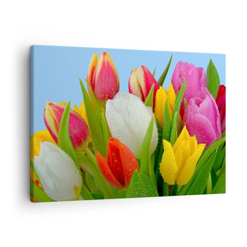Lærredstryk - Billede på lærred - Farverige tulipaner dækket med dugdråber på en blå baggrund - 70x50cm - En blomstret regnbue i dugdråber - Moderne vægdekoration til stue og soveværelse ARTTOR