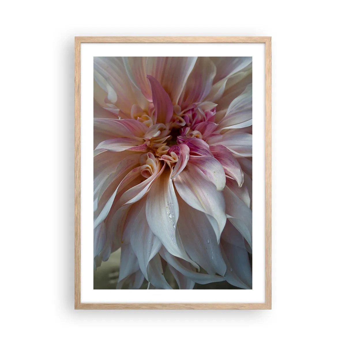 Plakat i ramme af lyst egetræ - Blomstrende friskhed - 50x70 cm