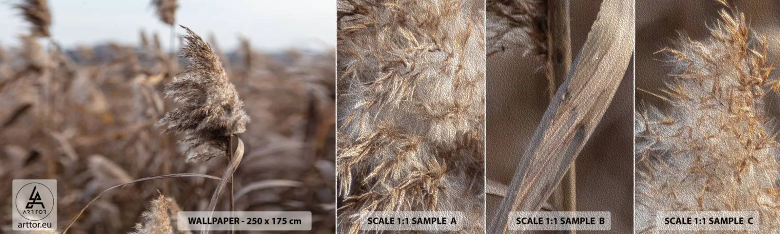 Prøve Fototapet Premium Sand - Tid til at flyve væk med vinden - Eng, Pampas græs, Natur - 100x30 cm