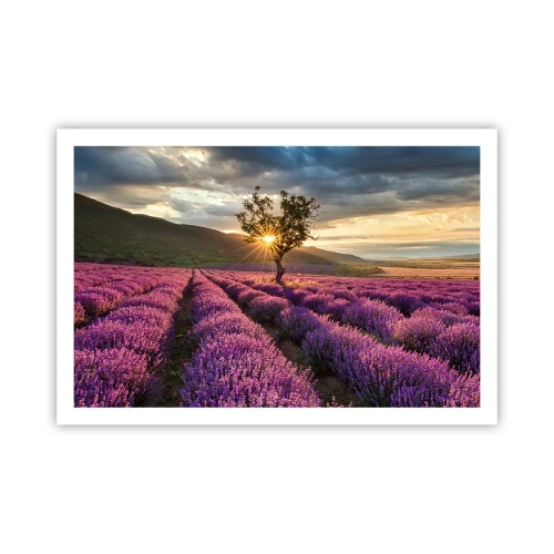 Plakat - Lilla aroma - 91x61 cm