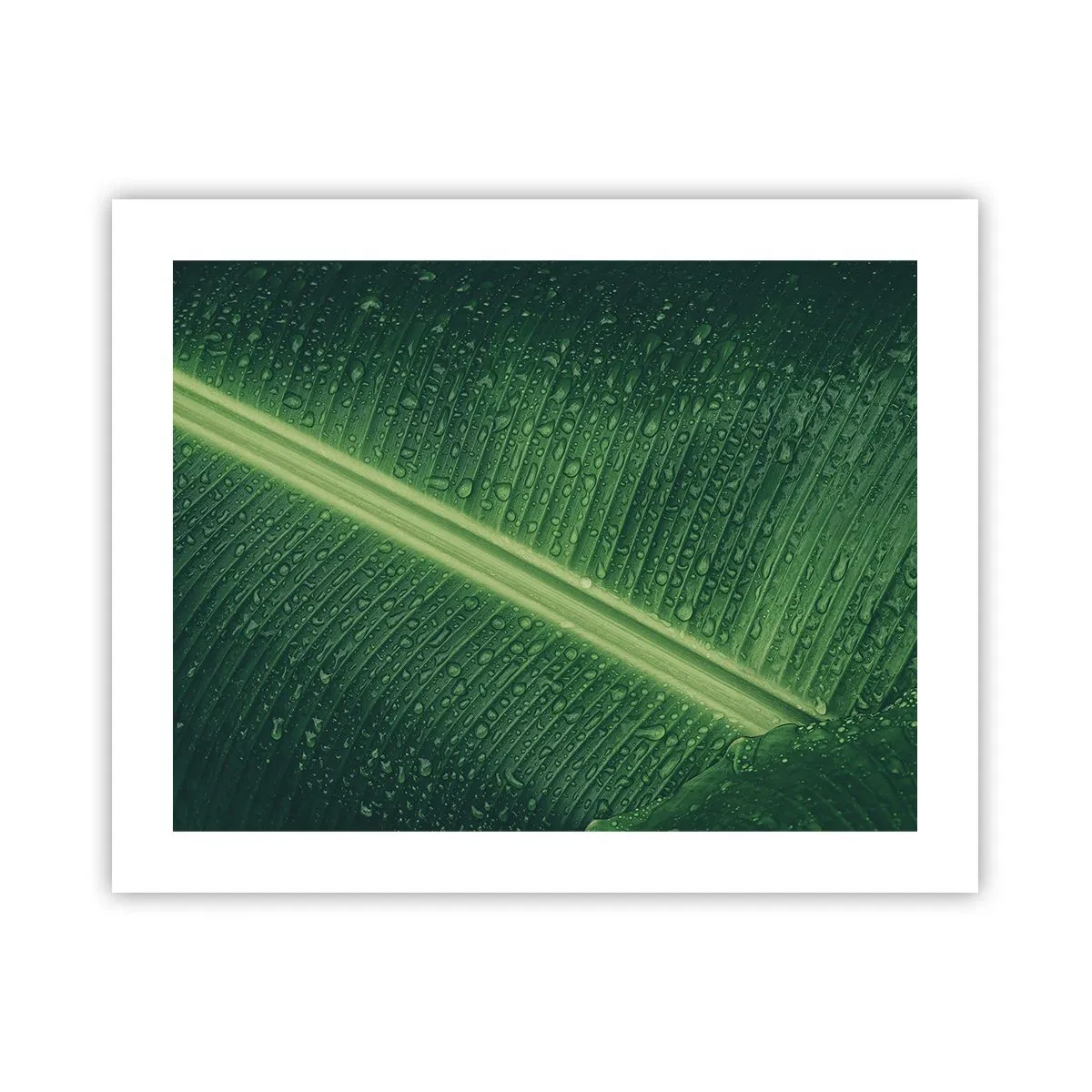 Plakat - Grøn struktur - 50x40 cm