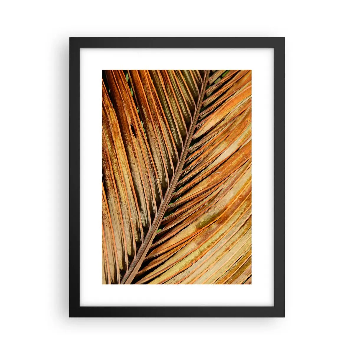 Plakat i sort ramme - Kokosnød guld - 30x40 cm