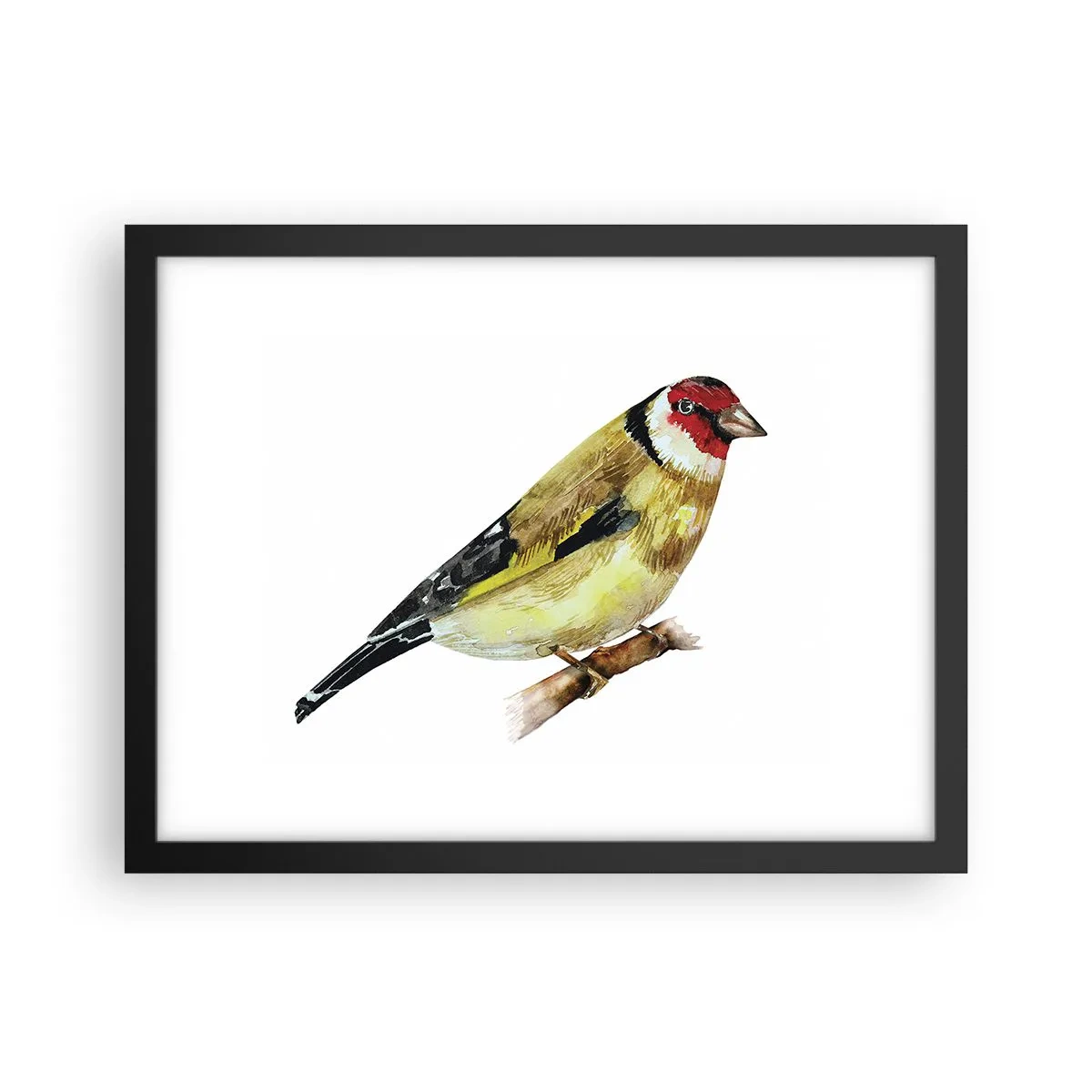 Plakat i sort ramme - Portræt af en fugl - 40x30 cm