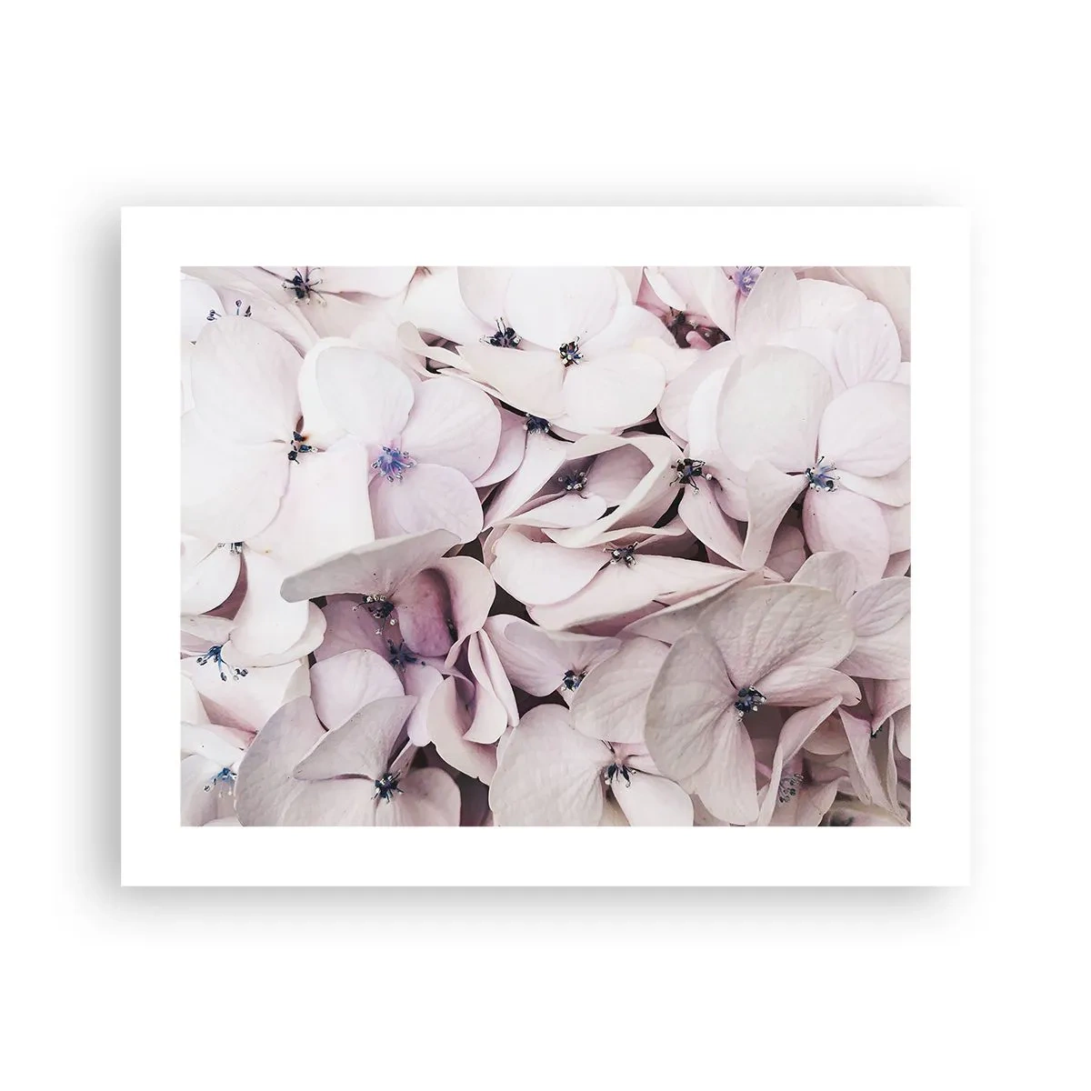 Plakat - I en flod af blomster - 50x40 cm