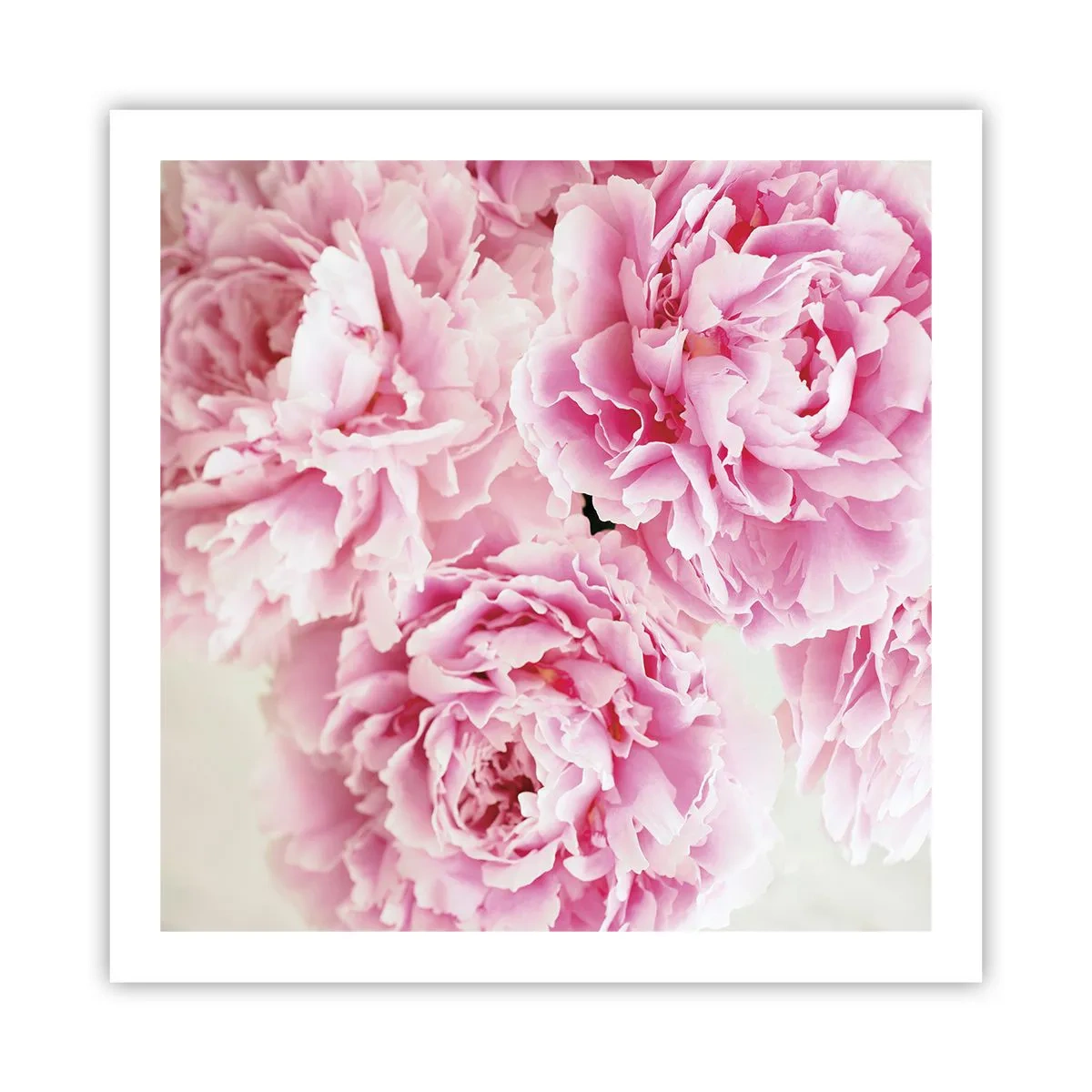Plakat - I lyserød glamour - 60x60 cm