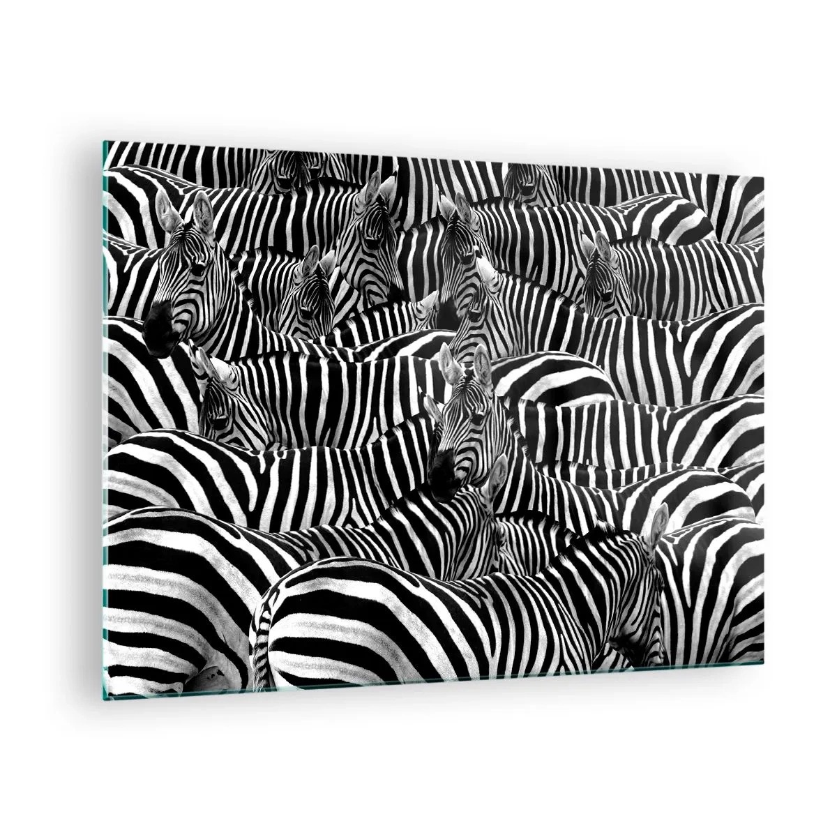Billede på glas - En flok zebraer i monokrom - 70x50cm - Stribet gruppeportræt - Moderne vægdekoration til stue og soveværelse ARTTOR