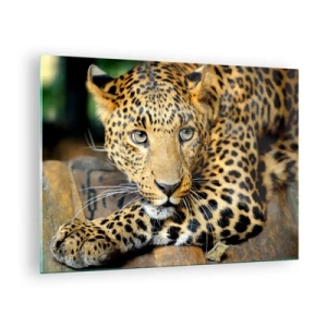Billede på glas - Leopard hviler på en træoverflade - 70x50cm - Vær ikke bange, kom nu - Moderne vægdekoration til stue og soveværelse ARTTOR